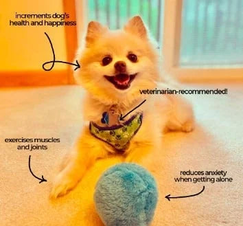 Zaz Active Rolling Ball Anti-Anxiety Automatic Moving Ball