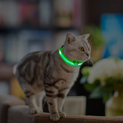 Safety Led Dog / Cat Collar