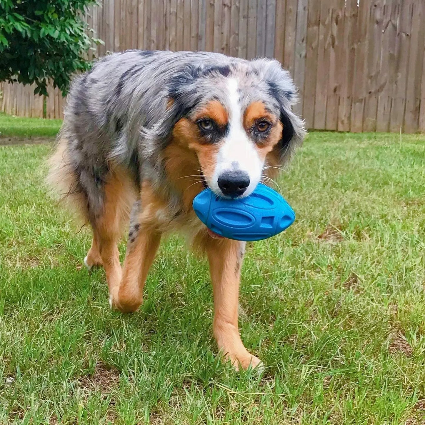Squeaky Dog Bouncy Toy for Aggressive Chewers